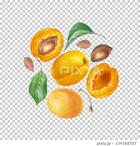 Composition in a circle with apricots, green leaves and pits. Watercolor illustration on an isolated background. Fruit clipart. A set for cooking, cosmetics, farming. Composition in a circle with apricots, green leaves and pits. Watercolor illustration on an isolated background. Fruit clipart. A set for cooking, cosmetics, farming. 134388787