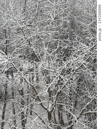 Snow-covered tree branches create intricate patterns in a winter scene, capturing natures beauty Snow-covered tree branches create intricate patterns in a winter scene, capturing natures beauty 134388866