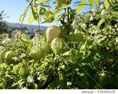 シチリアのフウセンカズラ 134389228