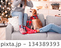 Dogs And Humans Enjoy Winter Warmth, Casual Indoor Setting Showcasing Seasonal Cheer And Animal Companionship 134389393