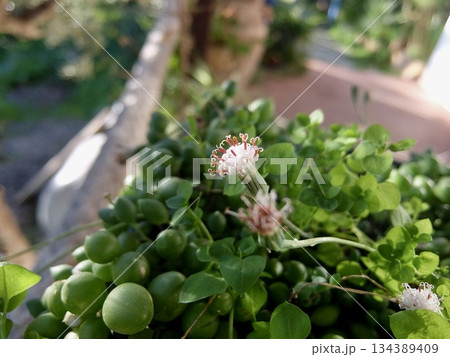 グリーンネックレスの花 グリーンネックレスの花 134389409