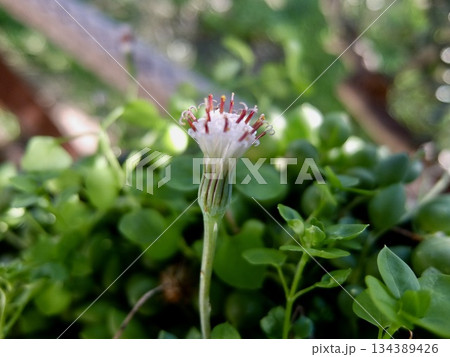 グリーンネックレスの花 134389426
