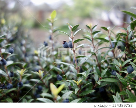 ギンバイカの果実 134389758