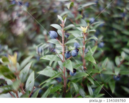 ギンバイカの果実 134389760