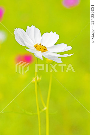 家の周りの草花 四季の色々 公園の花畑に美しい色とりどりのコスモスの花が秋風に揺れて咲いています 家の周りの草花 四季の色々 公園の花畑に美しい色とりどりのコスモスの花が秋風に揺れて咲いています 134389851