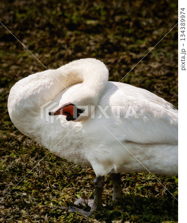 Detailed view of a swan's neck and body, showing soft feathers. Detailed view of a swan's neck and body, showing soft feathers. 134389974