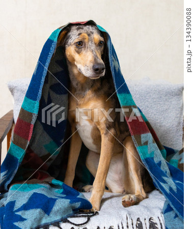 spotted dog wrapped in blanket is sitting on couch. blanket is blue and red, Christmas ornament. 134390088