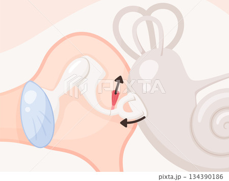 アブミ骨筋反射のイラスト素材 アブミ骨筋反射のイラスト素材 134390186