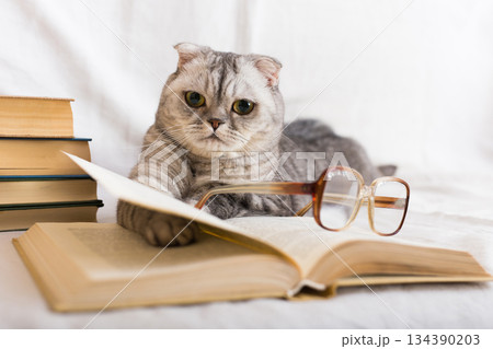 Stack of books, glasses and Scottish cat 134390203