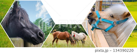 Hexagonal Photo Collage of Ponies and Horses in Green Pastures 134390220