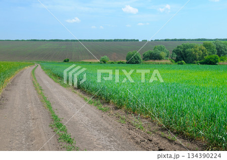 Dirt Road Winding Through Green Wheat Fields and Plowed Earth Dirt Road Winding Through Green Wheat Fields and Plowed Earth 134390224