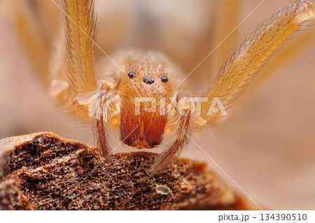 Mediterranean recluse spider, violin spider (Loxosceles rufescens), Brown recluse spider, in its wild habitat. 134390510
