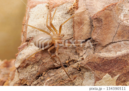 Mediterranean recluse spider, violin spider (Loxosceles rufescens), Brown recluse spider, in its wild habitat. 134390511
