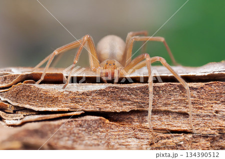 Mediterranean recluse spider, violin spider (Loxosceles rufescens), Brown recluse spider, in its wild habitat. Mediterranean recluse spider, violin spider (Loxosceles rufescens), Brown recluse spider, in its wild habitat. 134390512