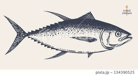 Tuna Fish, seafood, sketch. Vintage retro print, seafood tuna fish sketch, sea life, ink pencil style drawing engrave old school artwork, hand drawn. Sketch artwork tuna fish. Illustration 134390525