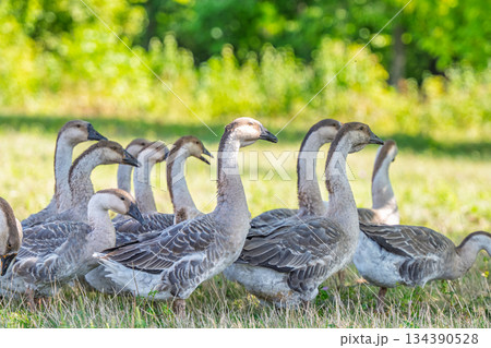 geese graze in a meadow geese graze in a meadow 134390528