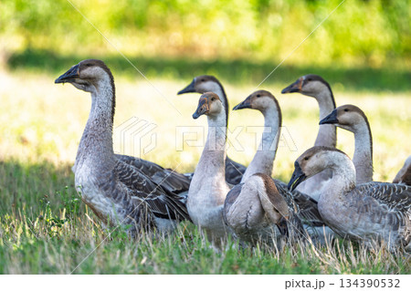 geese graze in a meadow geese graze in a meadow 134390532