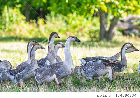 geese graze in a meadow geese graze in a meadow 134390534