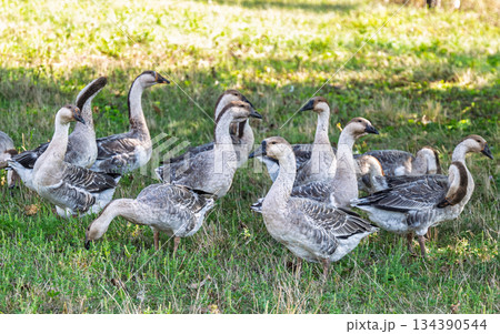 geese graze in a meadow 134390544