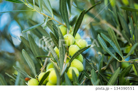 green olives growing 134390551