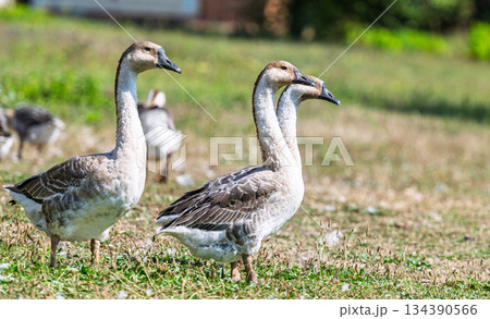 geese graze in a meadow geese graze in a meadow 134390566