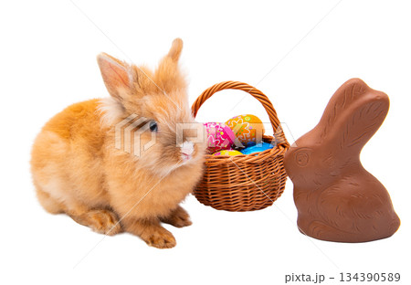 Red rabbit isolated 134390589