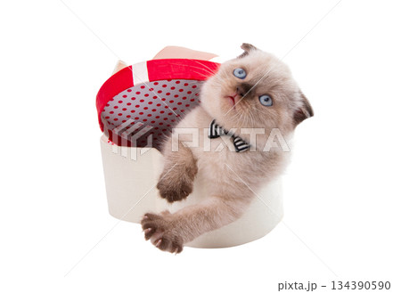 Gray kitten isolated Gray kitten isolated 134390590