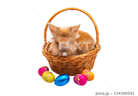 Red rabbit isolated Red rabbit isolated 134390591