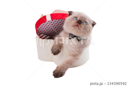 Gray kitten isolated Gray kitten isolated 134390592