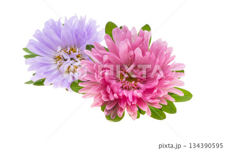 Aster isolated 134390595