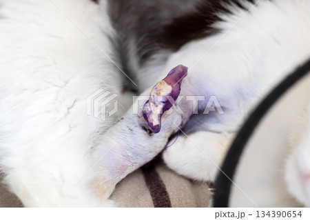Injured paw of small kitten was badly harmed but subsequently received proper safeguarding and care 134390654