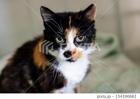 Friendly calico ready for love, Beautiful calico with expressive eyes and playful demeanor 134390661