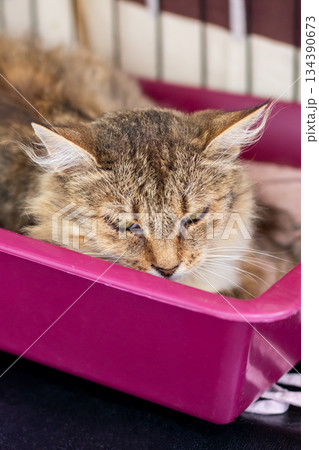 Calm feline in cozy surroundings, Tranquil cat reclining in comfortable bedding environment 134390673