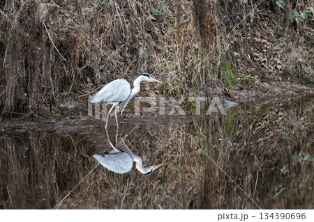 a grey heron stands a grey heron stands 134390696