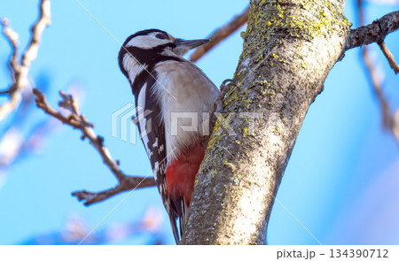 woodpecker on a tree 134390712