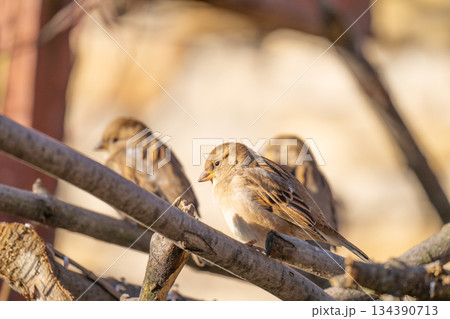 sparrow close-up 134390713