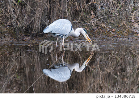 a grey heron stands a grey heron stands 134390719