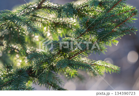 green fir tree branches green fir tree branches 134390723