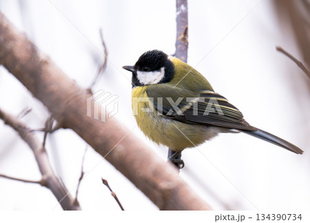 titmouse on a tree titmouse on a tree 134390734