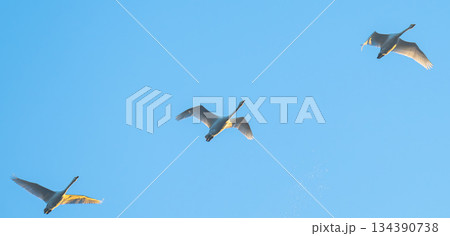 flying swans 134390738