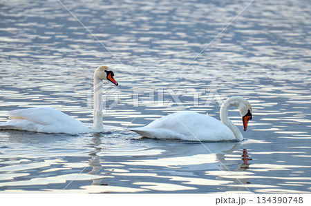 swans are swimming 134390748