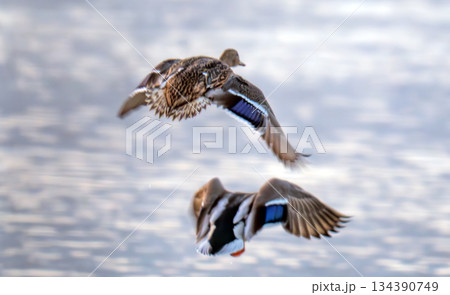 ducks flying over ducks flying over 134390749