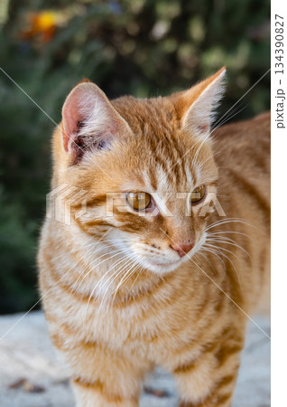 Ginger Cat Sitting on Park Bench Outdoors. High quality photo 134390827