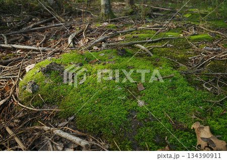 Green moss on forest ground Green moss on forest ground 134390911