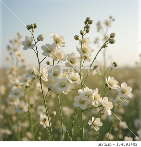 AI generated Softly blurred background enhances delicate gypsophila flowers with dew 134391402