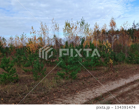 Row of young evergreen pine trees growing in autumn forest with mixed deciduous trees showing yellow fall colors under blue sky. Young Pine Trees in Autumn Forest Row of young evergreen pine trees growing in autumn forest with mixed deciduous trees showing yellow fall colors under blue sky. Young Pine Trees in Autumn Forest 134391474
