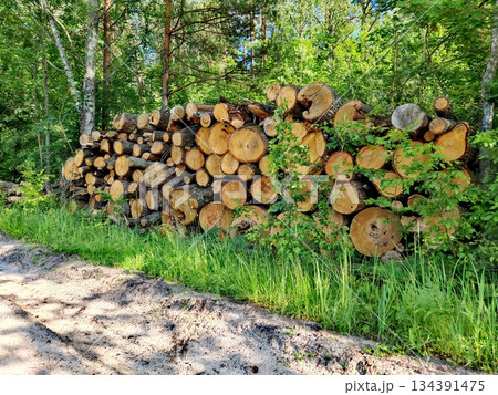 Stack of Freshly Cut Logs in Forest. Stack of cut logs. Large neat pile of freshly cut tree logs stacked in sunny forest clearing, surrounded by green vegetation after logging activity. Stack of Freshly Cut Logs in Forest. Stack of cut logs. Large neat pile of freshly cut tree logs stacked in sunny forest clearing, surrounded by green vegetation after logging activity. 134391475