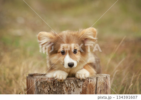 An adorable red and white fluffy corgi puppy sits on a wooden stump against a blurred background of autumn nature. The puppy resembles a cute fox. An adorable red and white fluffy corgi puppy sits on a wooden stump against a blurred background of autumn nature. The puppy resembles a cute fox. 134391607