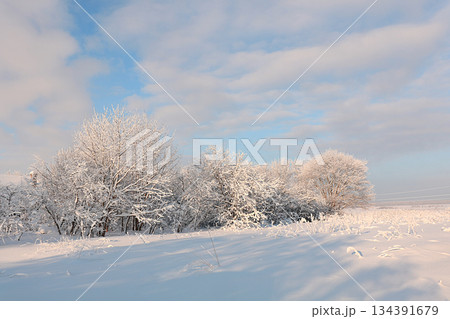 Russian nature in winter, christmas background. After a snowfall, tree branches are covered with snow and sparkle in the sun. This is a beautiful winter banner, new year card 134391679