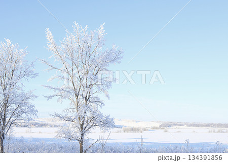 Wildlife in winter, Christmas background. After a snowfall, tree branches are covered with snow and sparkle in the sun, in severe frost and low temperatures. 134391856